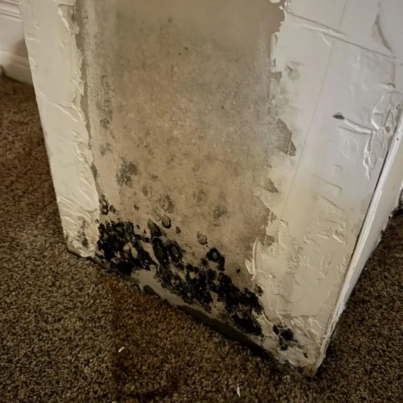 Professional Mold Removal in Davis, OK